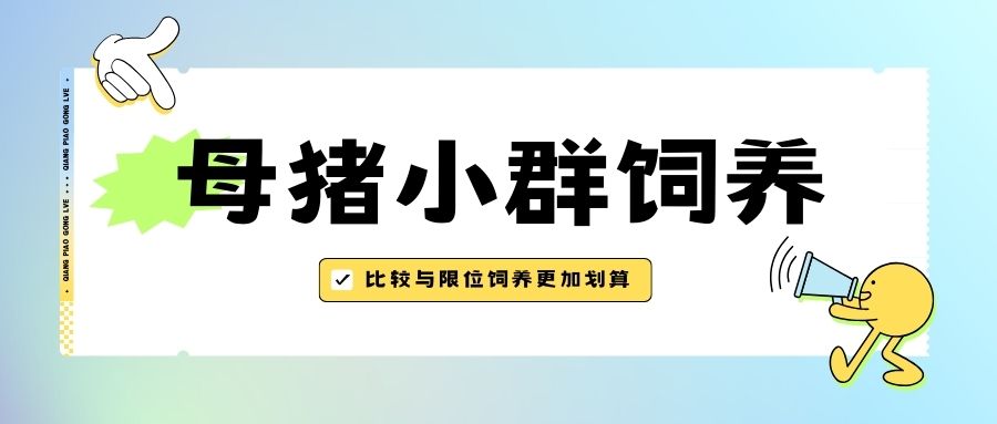 比較與限位飼養(yǎng)的優(yōu)劣，母豬小群飼養(yǎng)更加劃算