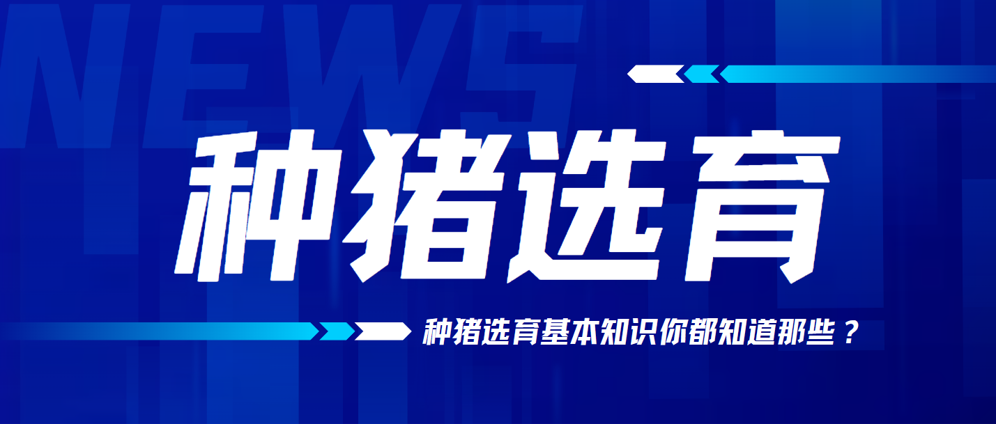 種豬選育的基本知識(shí)，你都知道嗎？